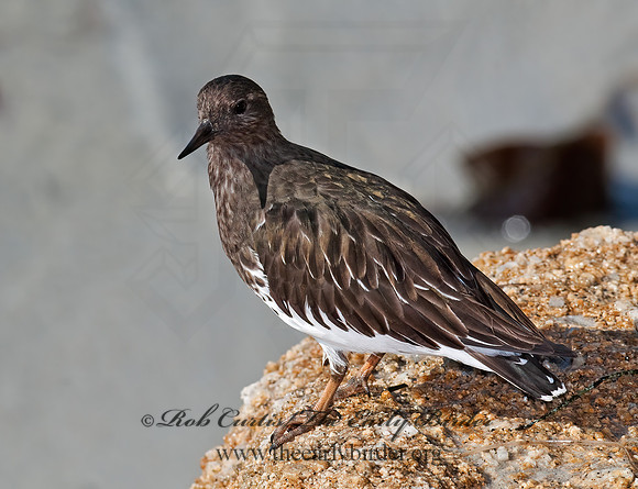 Arenaria melanocephala  BLACK TURNSTONE 7017656z