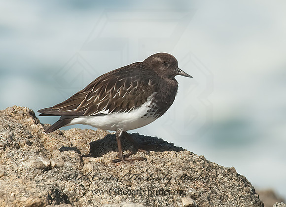 Arenaria melanocephala  BLACK TURNSTONE 8020542z