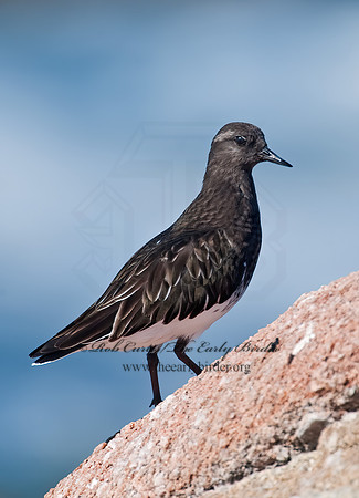 Arenaria melanocephala  BLACK TURNSTONE 8020533z