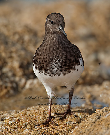 Arenaria melanocephala  BLACK TURNSTONE 8020562z