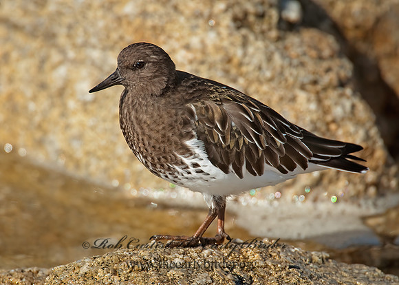 Arenaria melanocephala  BLACK TURNSTONE 8020600z