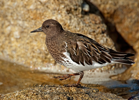 Arenaria melanocephala  BLACK TURNSTONE 8020598z
