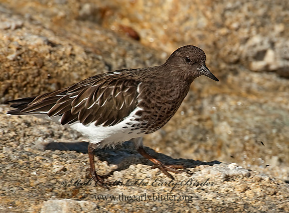Arenaria melanocephala  BLACK TURNSTONE 8020596z