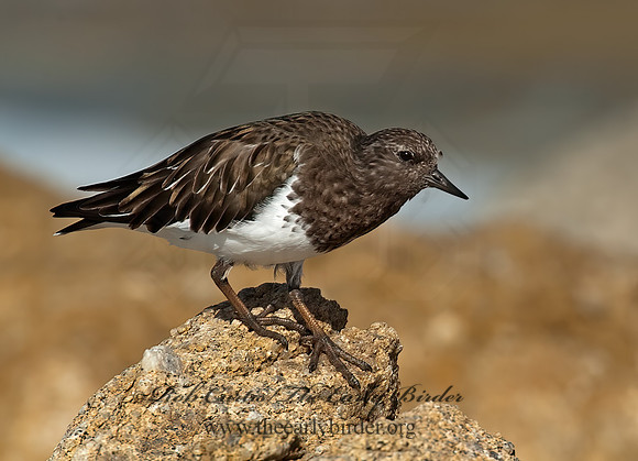 Arenaria melanocephala  BLACK TURNSTONE 8020590z