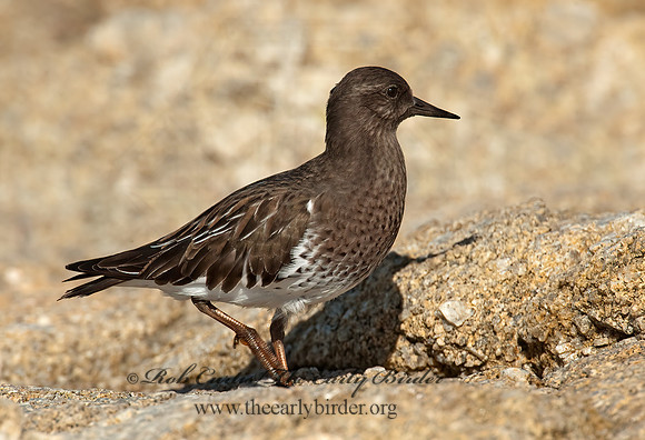 Arenaria melanocephala  BLACK TURNSTONE 8020593z