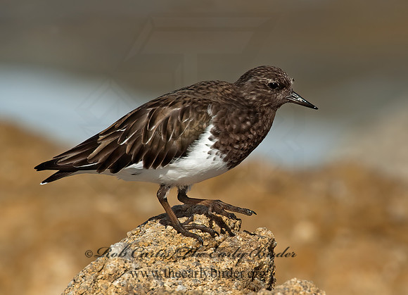 Arenaria melanocephala  BLACK TURNSTONE 8020589z