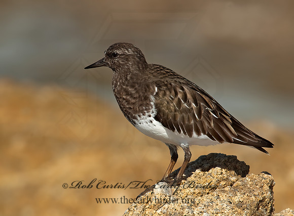 Arenaria melanocephala  BLACK TURNSTONE 8020588z