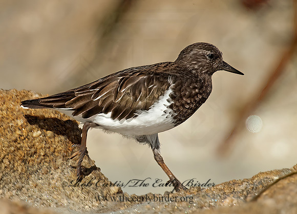 Arenaria melanocephala  BLACK TURNSTONE 8020584z