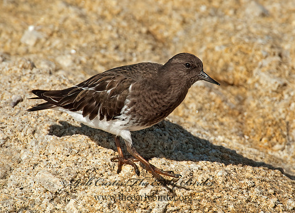 Arenaria melanocephala  BLACK TURNSTONE 8020581z