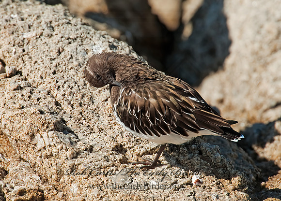 Arenaria melanocephala  BLACK TURNSTONE 8020575z