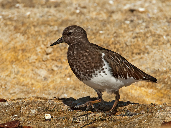 Arenaria melanocephala  BLACK TURNSTONE 8020571z