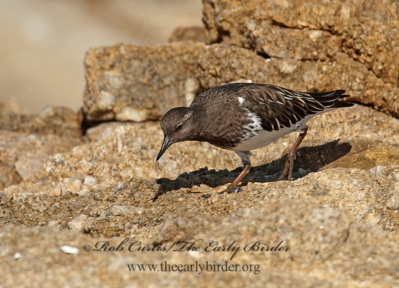 Arenaria melanocephala  BLACK TURNSTONE 8020570z
