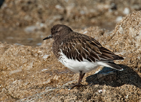 Arenaria melanocephala  BLACK TURNSTONE 8020560z
