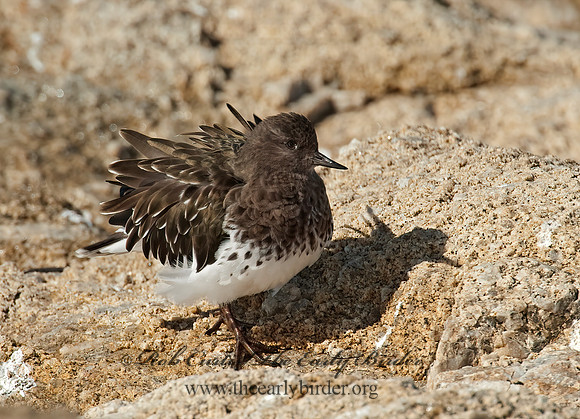 Arenaria melanocephala  BLACK TURNSTONE 8020559z