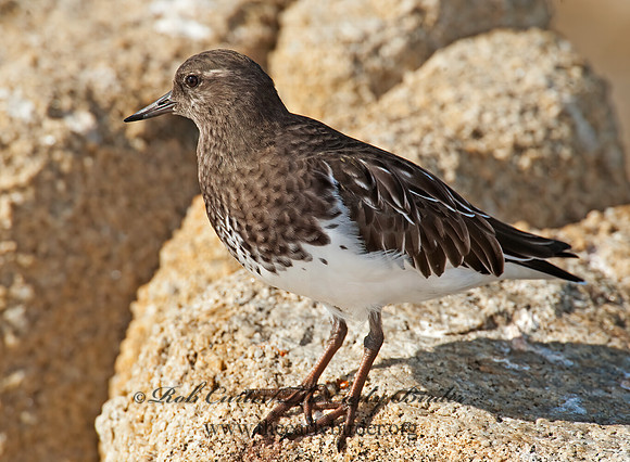 Arenaria melanocephala  BLACK TURNSTONE 8020563z