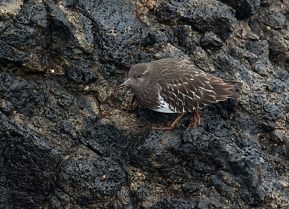 Arenaria melanocephala  BLACK TURNSTONE 8019527z