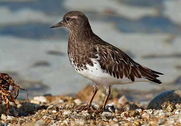 Arenaria melanocephala  BLACK TURNSTONE 8020561z