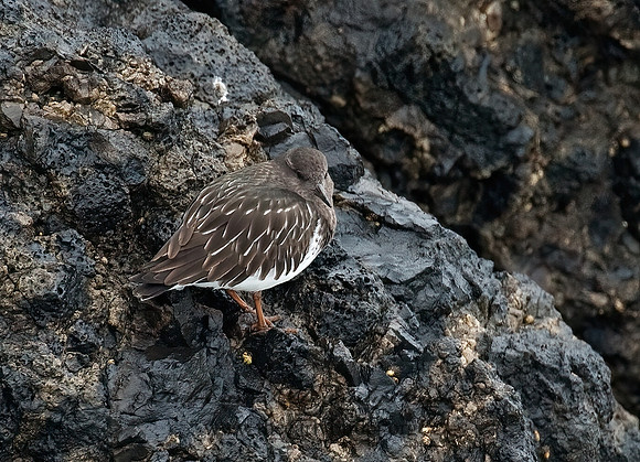 Arenaria melanocephala  BLACK TURNSTONE 8019526z