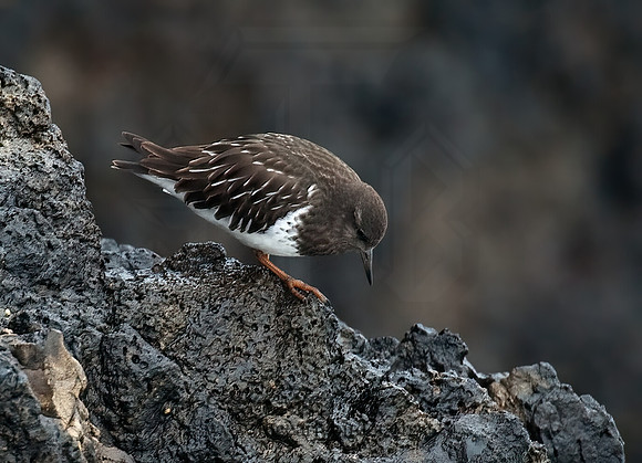 Arenaria melanocephala  BLACK TURNSTONE 8019524z