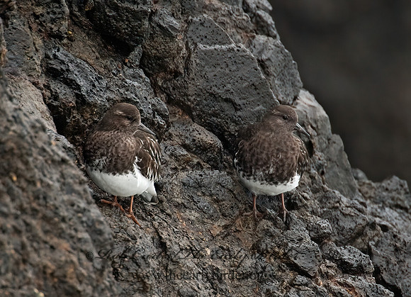 Arenaria melanocephala  BLACK TURNSTONE 8019520z