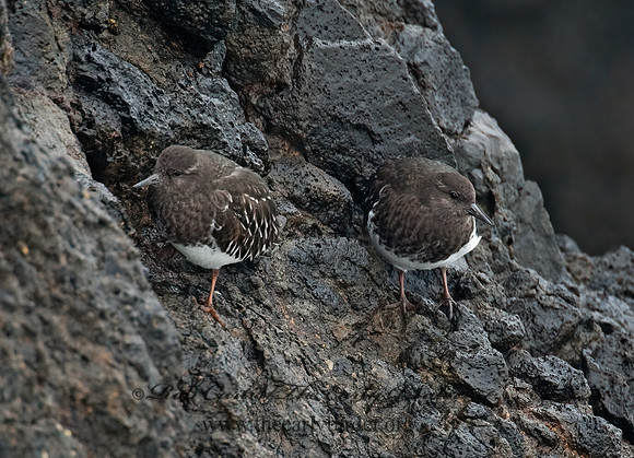 Arenaria melanocephala  BLACK TURNSTONE 8019521z
