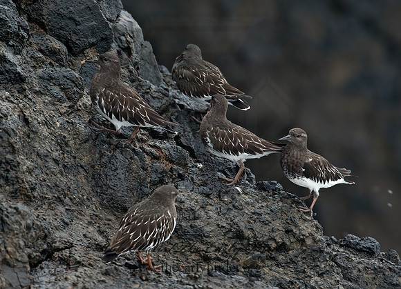 Arenaria melanocephala  BLACK TURNSTONE 8019522z