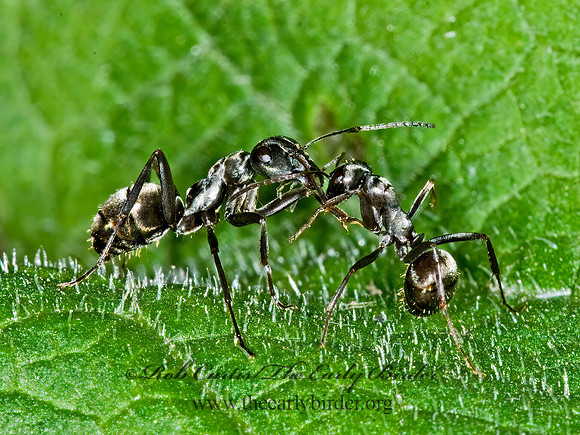 Formica subsericea~ 6016969z