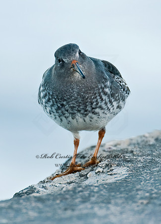 Calidris maritima  PURPLE SANDPIPER 3004909 z