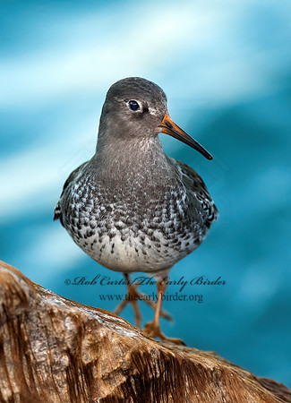 Calidris maritima  PURPLE SANDPIPER 8024606 z
