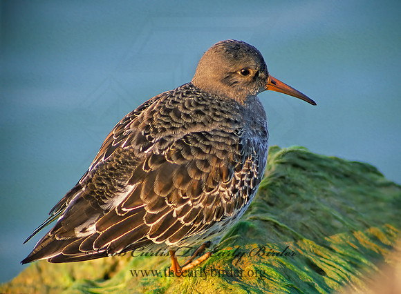 Calidris maritima  PURPLE SANDPIPER 35202 z