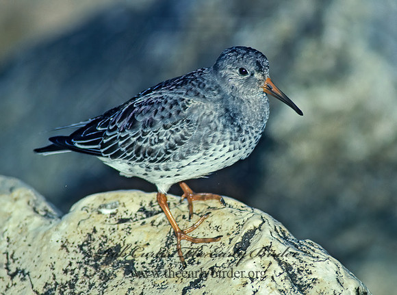 Calidris maritima  PURPLE SANDPIPER 35330 z