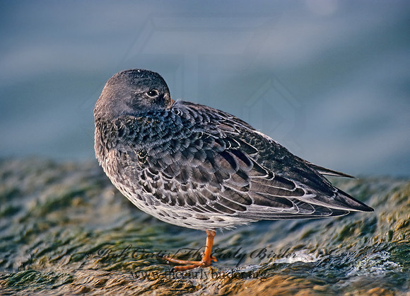 Calidris maritima  PURPLE SANDPIPER 35403 z