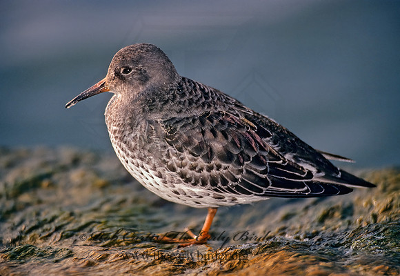 Calidris maritima  PURPLE SANDPIPER 35406 z