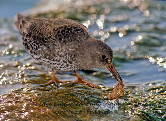 Calidris maritima  PURPLE SANDPIPER 35537 z