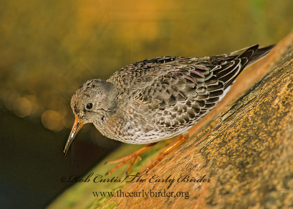 Calidris maritima  PURPLE SANDPIPER 35601 z