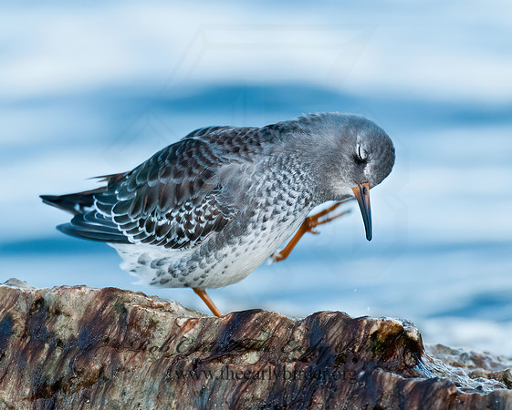 Calidris maritima  PURPLE SANDPIPER 3004871 z
