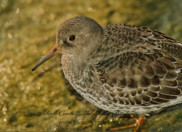 Calidris maritima  PURPLE SANDPIPER 35533 z