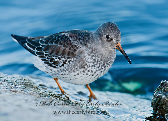 Calidris maritima  PURPLE SANDPIPER 3004873 z