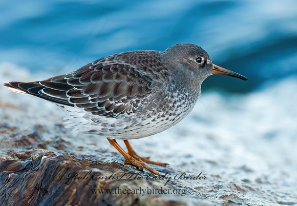 Calidris maritima  PURPLE SANDPIPER 3004879 z