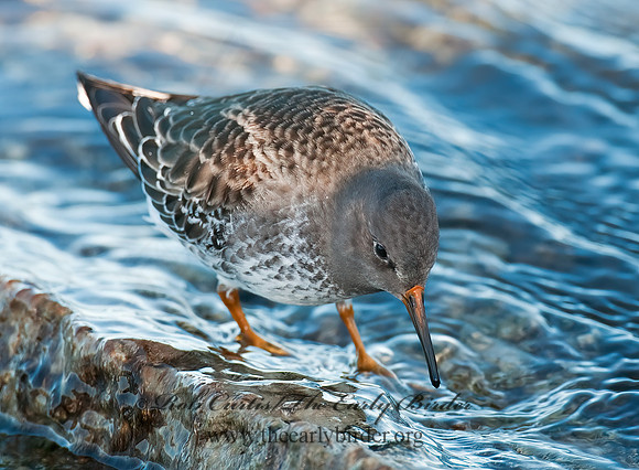 Calidris maritima  PURPLE SANDPIPER 3004880 z