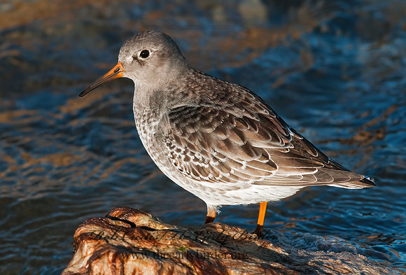 Calidris maritima  PURPLE SANDPIPER 3004882 z
