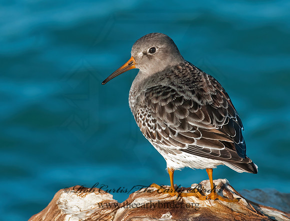 Calidris maritima  PURPLE SANDPIPER 3004883 z