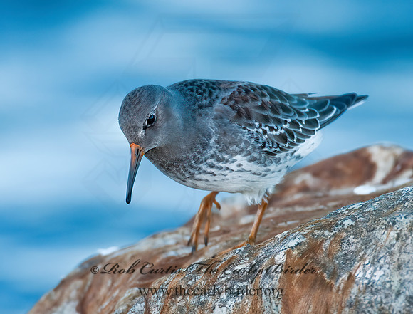 Calidris maritima  PURPLE SANDPIPER 3004884 z