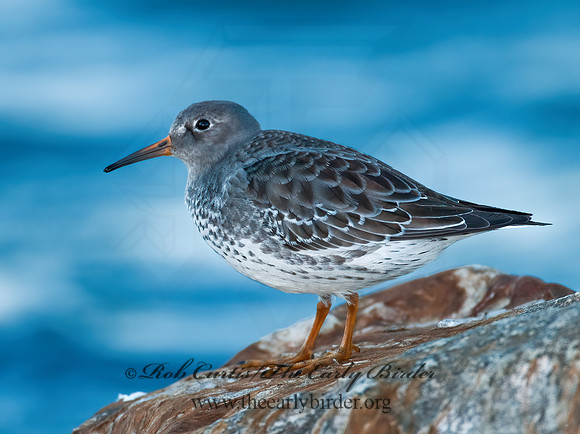 Calidris maritima  PURPLE SANDPIPER 3004885 z