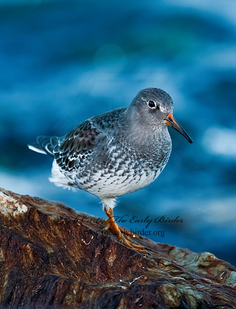 Calidris maritima  PURPLE SANDPIPER 3004887 z