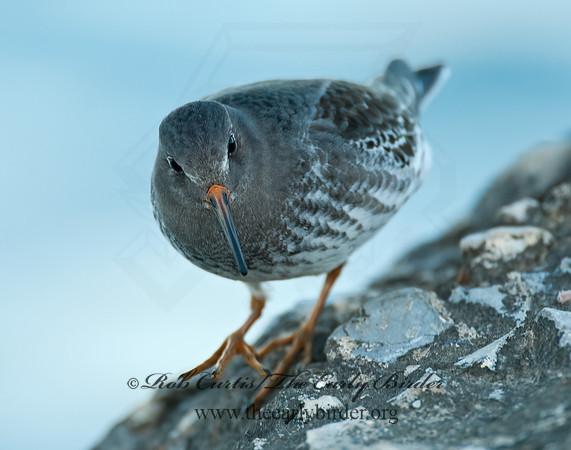 Calidris maritima  PURPLE SANDPIPER 3004913 z
