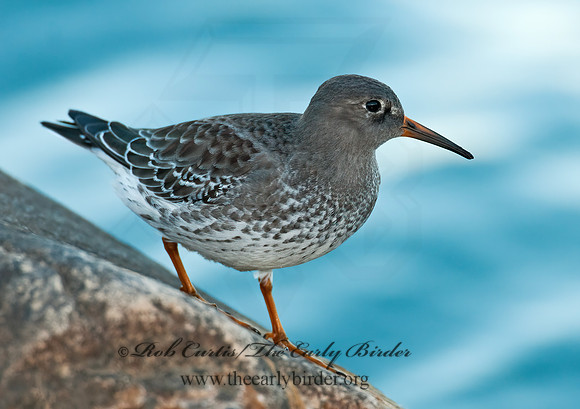 Calidris maritima  PURPLE SANDPIPER 3004919 z