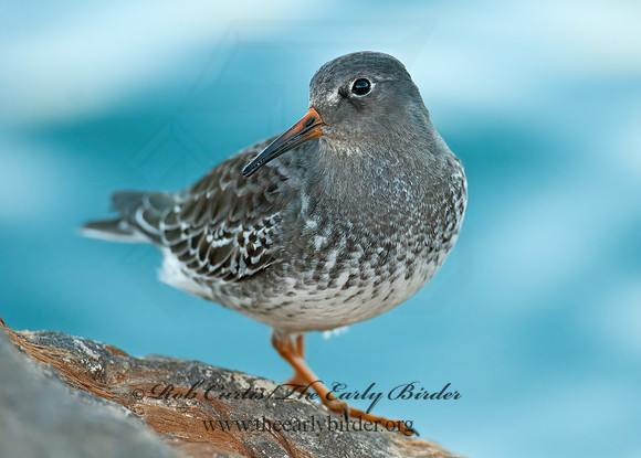 Calidris maritima  PURPLE SANDPIPER 3004923 z