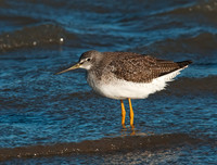 Tringa melanoleuca GREATER YELLOWLEGS 3004810z