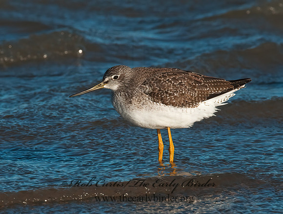Tringa melanoleuca  GREATER YELLOWLEGS 3004810z